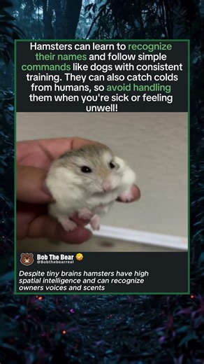 Hamsters Can Learn Their Names Like Dogs