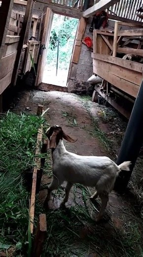 Goat slips off wooden platform in Cianjur, West Java, Indonesia