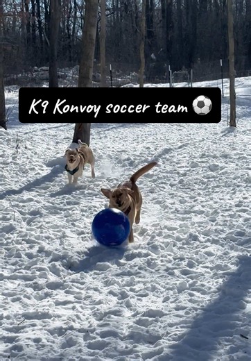 K9 Konvoy Soccer Team: Dogs Playing Dog Ball Fun