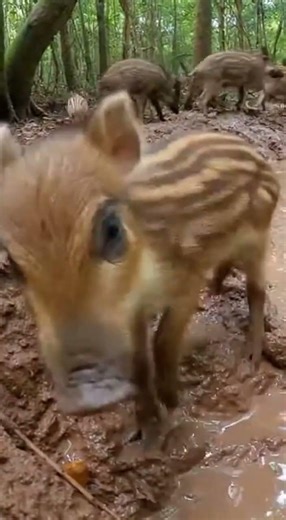 Piglet's Scream and Run