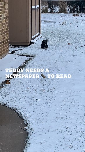 Teddy taking his sweet time to poo 💩 | Shrek the Dachshund's "Tails"