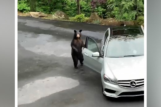 Bear opens Mercedes door and freaks out city slickers