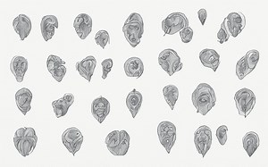 How much of each amino acid is essential? [2025] | QAQooking.wiki