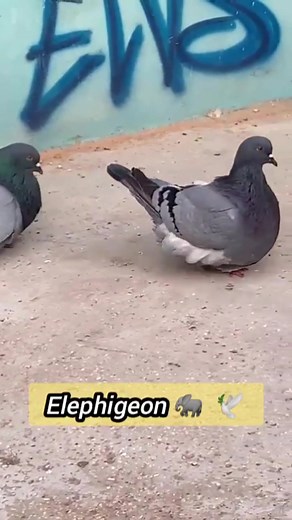 Pigeons Tv ב-TikTok