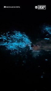 60K views · 31 reactions | We’re mesmerized by this dive into bioluminescent water  | Localish | Facebook