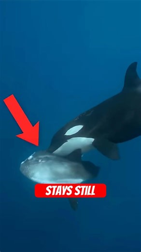 How Is This Fish Still Alive? 🤔