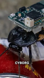 Cyborg Cockroaches Save Disaster Victims #cockroach | Most Amazing Top 10