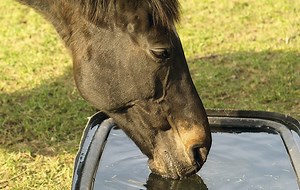 Can goldfish help keep my horse’s water trough clean? H&H investigates...