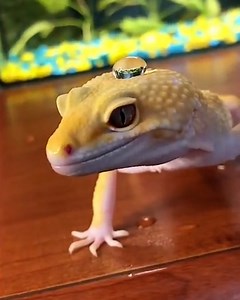 What happens when you put water on a gecko... | LADbible