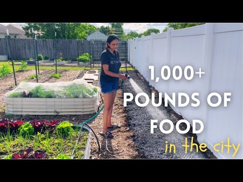 How We Grow Over 1,000 Pounds of Food in the City | Urban Homestead Update