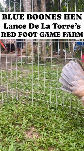 70K views · 2.4K reactions | One of our female Blue Boones chicken. We are loving the bluish grey color of her tail!  #LanceDeLaTorre #MasterBreeder #RedFootGameFarm #RedFootGameFarmDirect #RFGF | Lance De La Torre’s Red Foot Game Farm | Facebook