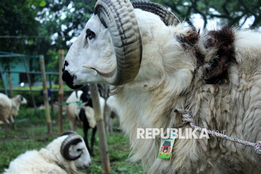 Doa dan Tata Cara Menyembelih Hewan Qurban Sesuai Syariat Islam