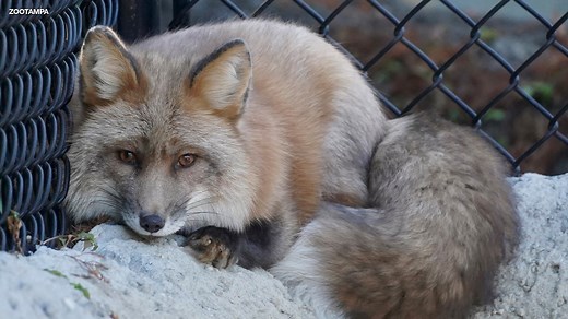 ‘Deplorable conditions’: ZooTampa welcomes two red foxes rescued from fur farm