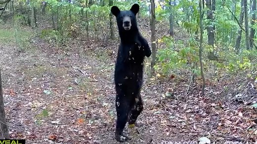 Impressive two-legged bear seen on trail camera in Appalachian Mountains