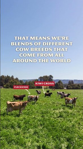 100% A2/A2 Cow Herd from Alexandre Family Farm