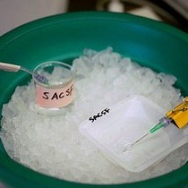 Video: Brain Slice Biotinylation: An Ex Vivo Approach to Measure Region-specific Plasma Membrane Protein Trafficking in Adult Neurons