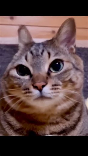 Kayoko Gechu on Instagram: "楽しいハッチ♥️ #ねこのきもち #でも可愛い #にゃん #キャット #catloverclub #gatolindo #土アップ祭 #土あっぷ祭"