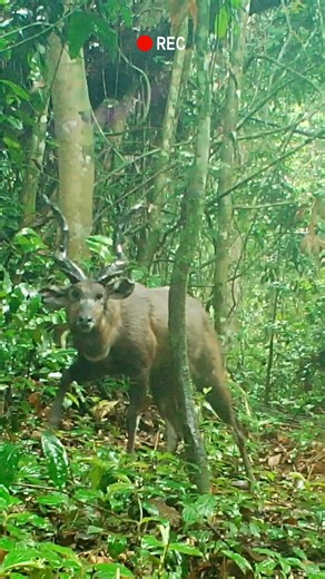 Spotted in the wild! Our camera trap in Congo captured this stunning male Sitatunga, a rare sight indeed. Did you know? Sitatungas are excellent swimmers and spend much of their lives in swampy habitats, using their long, splayed hooves to move easily through the wetlands. #Sitatunga #aspinallfoundationy #CongoWildlife #CameraTrap #ConservationInAction | The Aspinall Foundation