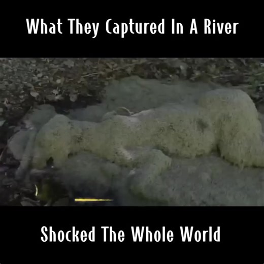 1.9K views · 46 reactions | What They Captured In A River Shocked The Whole World | Extra Alien | Facebook