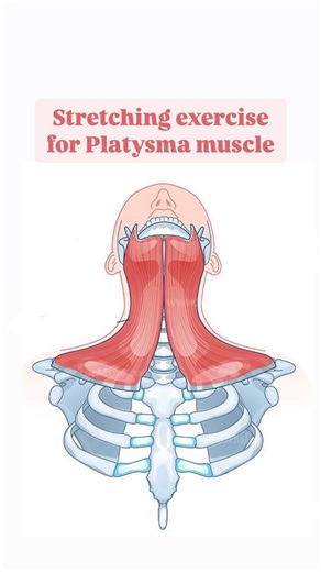 BARBARA CAVALLI on Instagram: "2 simple exercises to stretch the Platysma muscle. This muscle contributes to visible signs of ageing in the neck and lower face due to its structure and function. Over time, the muscle can lose tone and elasticity, leading to: • Neck Bands (Platysmal Bands): As the muscle weakens and separates into vertical strips, it creates prominent lines or cords running down the neck. • Sagging Skin: The downward pull of the platysma, combined with the loss of skin elasticity