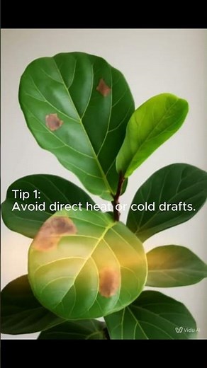 Brown spots on your Fiddle Leaf Fig?