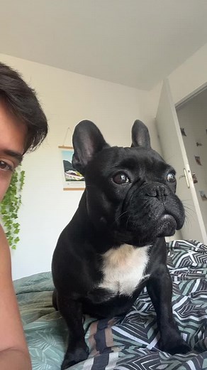 Mon Bébé et les Chiens de Noholito