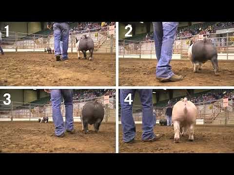 4-H Swine Judging: Example 2- Prospect Market Hogs