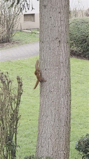 Crazy squirrels are chasing each other #travel #germany
