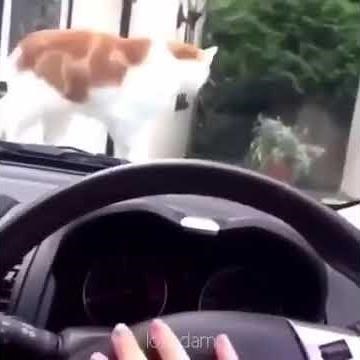 I'm Really Trying Baby