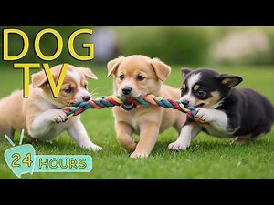 DOG TV for Dogs to Watch: Videos Prevent Boredom for Dogs Home Alone All Day - Happy Music for Dogs