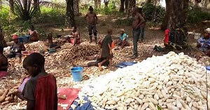 Ministry of Agriculture and Njala University Host Consultative Meeting to Raise Awareness on East African Cassava Mosaic Virus