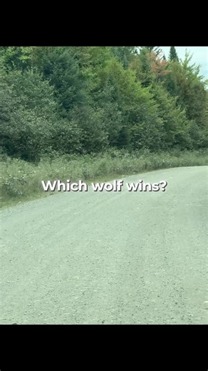 Understanding the Two Wolves Story of Life Lessons