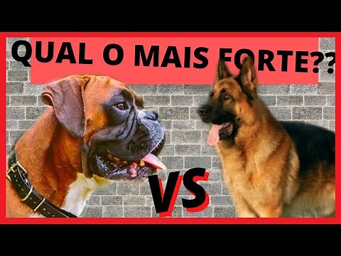 BOXER VS PASTOR ALEMÃO