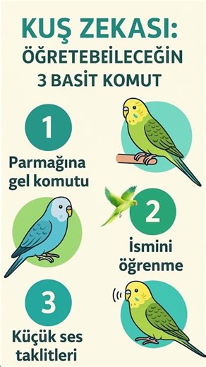 Kuş Zekası: Öğretebileceğin 3 Basit Komut #evcilhayvan #muhabbetkuşu #kuşeğitimi #kuşbakımı