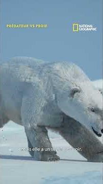 L'ours polaire : prédateur impitoyable et invisible