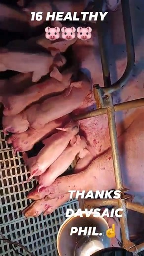🐷 𝗥𝗲𝘀𝘂𝗹𝘁𝗮 𝗻𝗴 𝗔.𝗜. 𝗻𝗴 𝗗𝗮𝘃𝘀𝗮𝗶𝗰 | Congrats po sir Heherson Lopez fromIlocos Surfor producing a total of 16 healthy piglets from Davsaic Semen. Salamat po sa pag update sa amin ng successful breeding nyo.😊🎉 #LahingDavsaic #LahingNumberOne | David Swine A.I. Center, Inc.