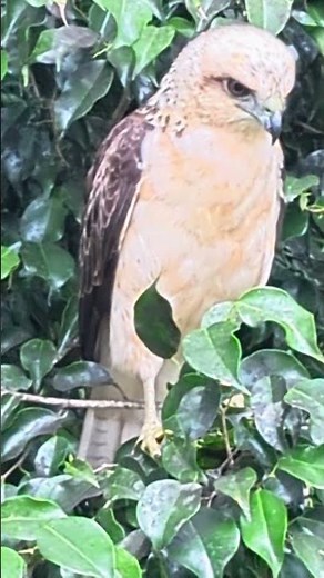 Hawaiian Hawk Part 1