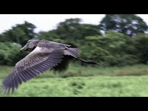 Shoebill Flying