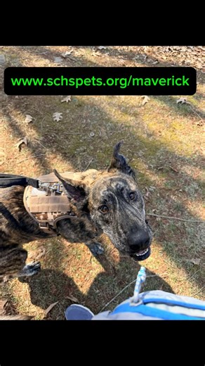 Maverick is the sweetest boy! #adopt #rescuedog #brindle #mountainview #arkansas