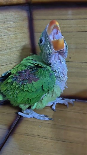 Mera pyara laddu 🦜 #parrot #nonstoptalkingparrot #birds 🦜🦜