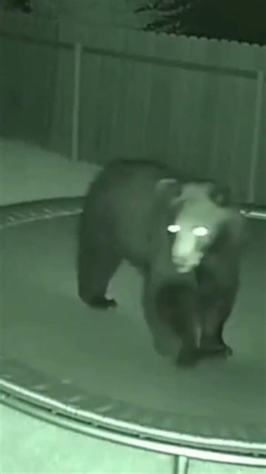 "He just wanted to have fun like the neighbor kids 😂"