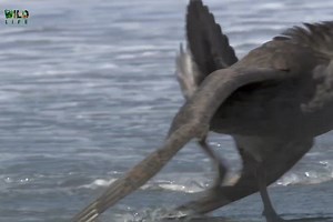 706K views · 10K reactions | Giant petrel, Wildlife documentary - हिन्दी डॉक्यूमेंट्री #birds #animals #wildanimals #WildlifeTelecast | Wildlife Telecast | Facebook