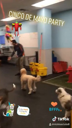 Dogs and piñatas, how we celebrated the holiday!￼ #dogtopiaday #dogsofdogtopia