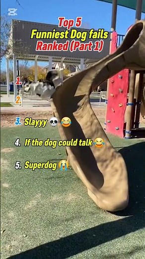 Top 5 Epic Dog Fails That’ll Make You Howl! 🐕🤣 ( Part 01 )