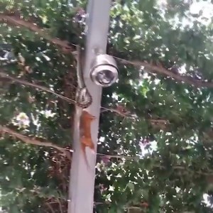 1.7K views | The times when python attack animal Hunts Caught on Camera | Randolph's open 10 ball tournament | Facebook