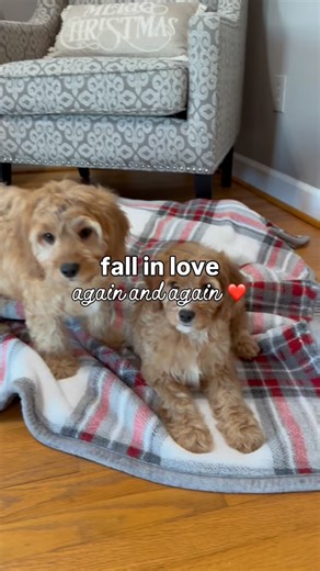 The love that keeps on giving ❤️ We have loved seeing Abby’s litter of cavapoo puppies get bigger and start to show their playful, affectionate personalities! We’ll miss their puppy puddles! You can learn more about each of them on our website (griffinspuppies.com) 🐾 Snow Hill, NC cavapoo puppies / 12 weeks old, 15-20 pounds | Griffins Puppies