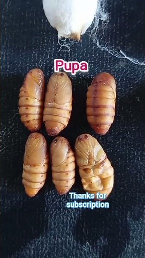 Life cycle of silk worm