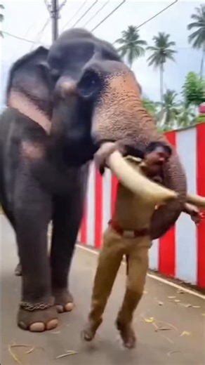 “Massive Elephant Attack! Man Faces Charging Giant in Shocking Wild Encounter 🐘😱”