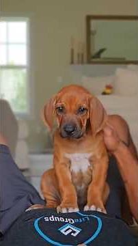 5 Impressive Facts About the Rhodesian Ridgeback