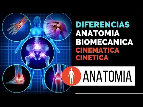 Biomechanics, Anatomy, Kinematics, Kinetics, and Functional Anatomy Differences.